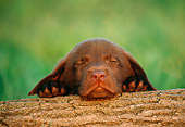 PUP 05 GR0039 01
Head On Head Shot Of Chocolate Labrador Retriever Puppy Laying On Log In Field
