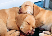PUP 05 GR0067 01
Two Yellow Labrador Retreiver Puppies Sleeping On Step By Door