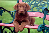 PUP 05 GR0129 01
Chocolate Labrador Retreiver Puppy Laying On Bench On Grass