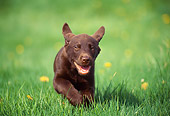 PUP 05 GR0148 01
Chocolate Labrador Retreiver Puppy Running On Grass By Dandelions