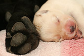 PUP 05 NR0006 01
Yellow Labrador Retriever Puppy