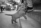 PUP 07 MQ0006 01
Mixed Breed Puppy On Steps Manhattan New York