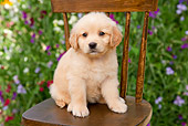 PUP 08 BK0001 01
Golden Retriever Puppy Sitting On Chair In Garden