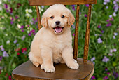 PUP 08 BK0002 01
Golden Retriever Puppy Sitting On Chair In Garden