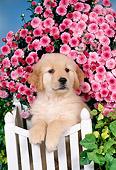 PUP 08 FA0029 01
Golden Retriever Puppy Leaning On White Fence By Pink Flowers