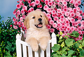 PUP 08 FA0030 01
Golden Retriever Puppy Leaning On White Fence By Pink Flowers