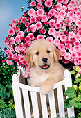 PUP 08 FA0031 01
Golden Retriever Puppy Leaning On White Fence By Pink Flowers