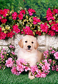 PUP 08 FA0032 01
Golden Retriever Puppy Sitting On Grass By Pink And Red Flowers