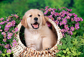 PUP 08 FA0033 01
Golden Retriever Puppy Sitting In Basket By Pink Flowers