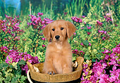PUP 08 FA0034 01
Golden Retriever Puppy Sitting In Wooden Bucket By Pink Flowers