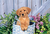 PUP 08 FA0035 01
Golden Retriever Puppy Sitting In Wicker Basket By Pink Flowers And Fence