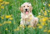 PUP 08 GR0073 01
Golden Retriever Puppy Sitting In Field Of Yellow Flowers