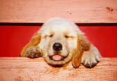 PUP 08 GR0074 01
Golden Retriever Puppy Sleeping On Fence Board