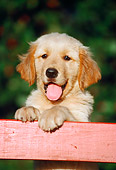 PUP 08 GR0075 01
Golden Retriever Puppy Leaning On Fence Board