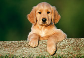 PUP 08 GR0076 01
Golden Retriever Puppy Leaning On Log