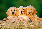 PUP 08 GR0077 01
Three Golden Retriever Puppies Leaning On Log
