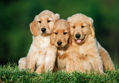 PUP 08 GR0078 01
Three Golden Retriever Puppies Sitting On Grass