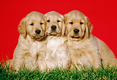 PUP 08 GR0079 01
Three Golden Retriever Puppies Sitting On Grass