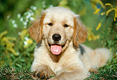 PUP 08 GR0086 01
Golden Retriever Puppy Laying In Grass
