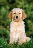 PUP 08 GR0087 01
Golden Retriever Puppy Sitting In Grass