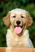 PUP 08 GR0088 01
Portrait Of Golden Retriever Puppy