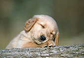 PUP 08 GR0089 01
Portrait Of Golden Retriever Puppy Sleeping On Log