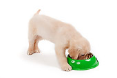 PUP 08 JE0001 01
Golden Retriever Puppy Eating From Green Bowl On White Seamless