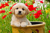 PUP 08 RK0369 01
Golden Retriever Puppy Sitting In Flower Pot In Garden