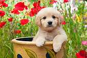 PUP 08 RK0370 01
Golden Retriever Puppy Sitting In Flower Pot In Garden