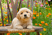 PUP 08 RK0371 01
Golden Retriever Puppy Laying On Chair In Garden