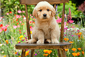 PUP 08 RK0372 01
Golden Retriever Puppy Sitting On Chair In Garden