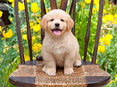 PUP 08 RK0373 01
Golden Retriever Puppy Sitting On Chair In Garden