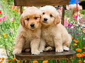 PUP 08 RK0374 01
Golden Retriever Puppies Sitting On Chair In Garden