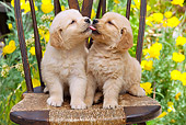 PUP 08 RK0375 01
Golden Retriever Puppies Sitting On Chair In Garden Kissing