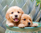 PUP 08 RK0376 01
Golden Retriever Puppies Sitting In Flower Pot In Garden