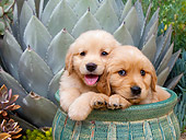 PUP 08 RK0377 01
Golden Retriever Puppies Sitting In Flower Pot In Garden