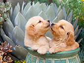 PUP 08 RK0378 01
Golden Retriever Puppies Sitting In Flower Pot In Garden