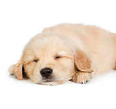PUP 08 RK0379 01
Golden Retriever Puppy Sleeping On White Seamless