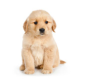PUP 08 RK0380 01
Golden Retriever Puppy Sitting On White Seamless