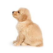 PUP 08 RK0381 01
Golden Retriever Puppy Sitting On White Seamless