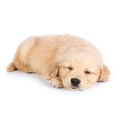 PUP 08 RK0382 01
Golden Retriever Puppy Sleeping On White Seamless