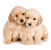 PUP 08 RK0383 01
Golden Retriever Puppies Sitting On White Seamless