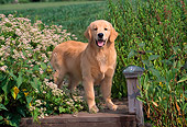 PUP 08 CE0029 01
Golden Retriever Puppy Standing On Dock By Flowers
