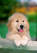 PUP 08 CE0039 01
Golden Retriever Puppy Peeking Over Wooden Fence Rail