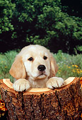 PUP 08 FA0019 01
Head Shot Of Golden Retriever Puppy Laying On Hollow Log