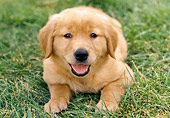 PUP 08 GR0042 01
Golden Retriever Puppy Laying In Grass
