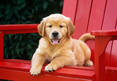 PUP 08 GR0045 01
Golden Retriever Puppy Laying Red Chair