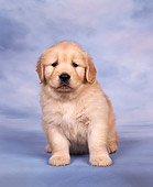 PUP 08 RK0009 04
Golden Retreiver Puppy Sitting Facing Camera Blue Clouded Background