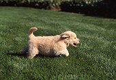 PUP 08 RK0200 05
Golden Retriever Puppy Running On Grass