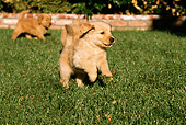 PUP 08 RK0282 01
Golden Retriever Puppies Running On Grass